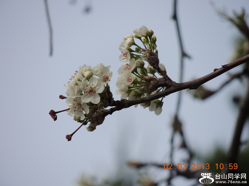 flower 772_.jpg