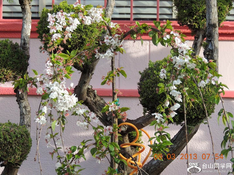 flower 857_.jpg