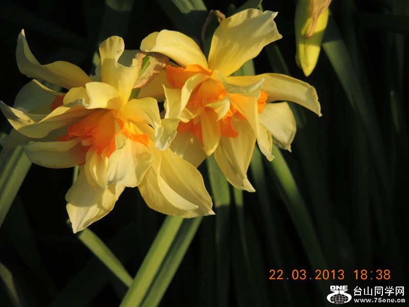 flower 1650_.jpg