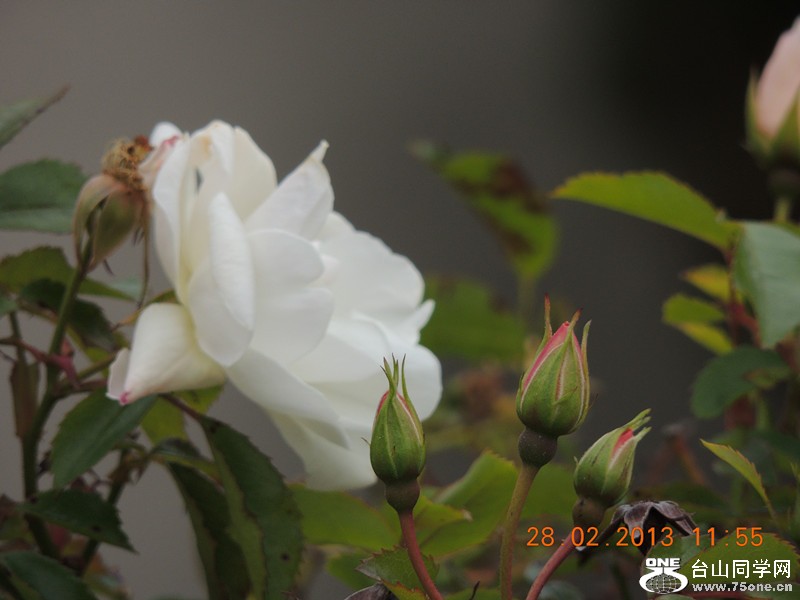 flower 714_.jpg