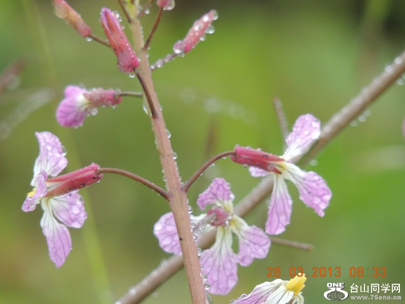 flower 2041_.jpg