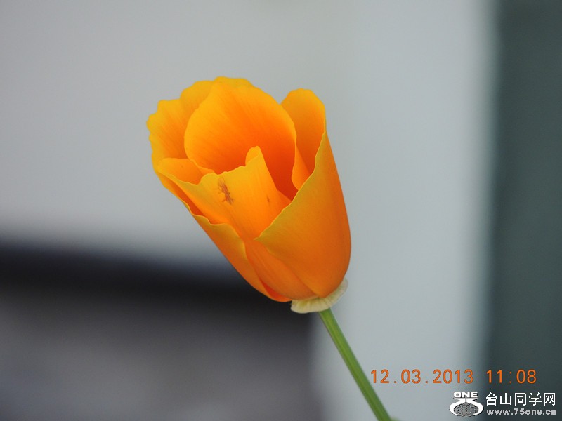 flower 1231_.jpg