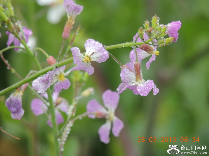 flower 2045_.jpg
