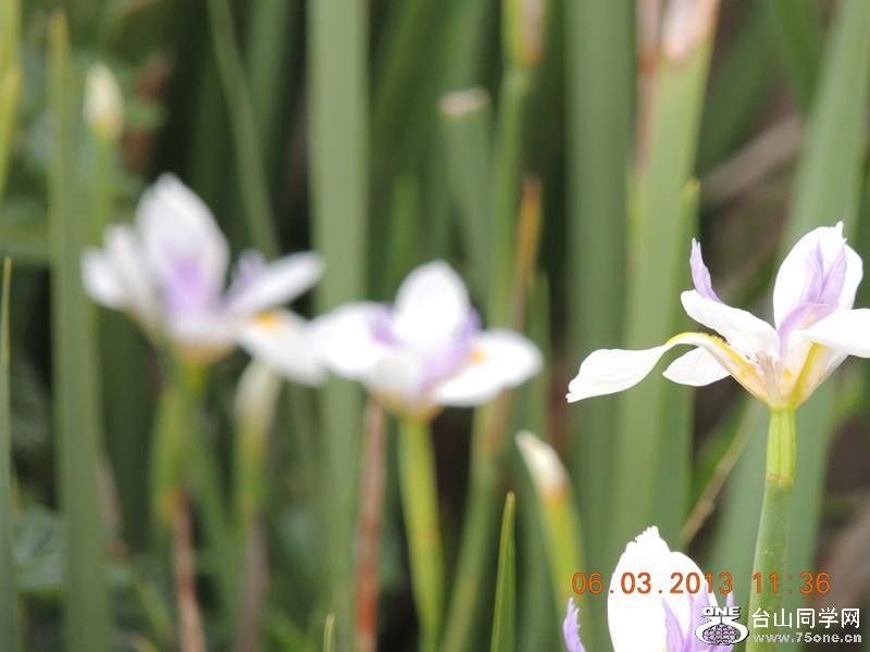 flower 935_.jpg