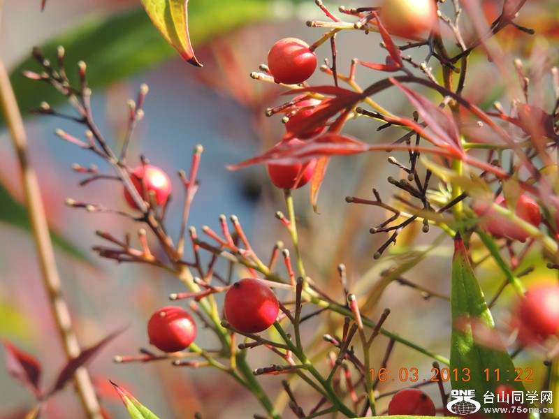 flower 1374_副本.jpg