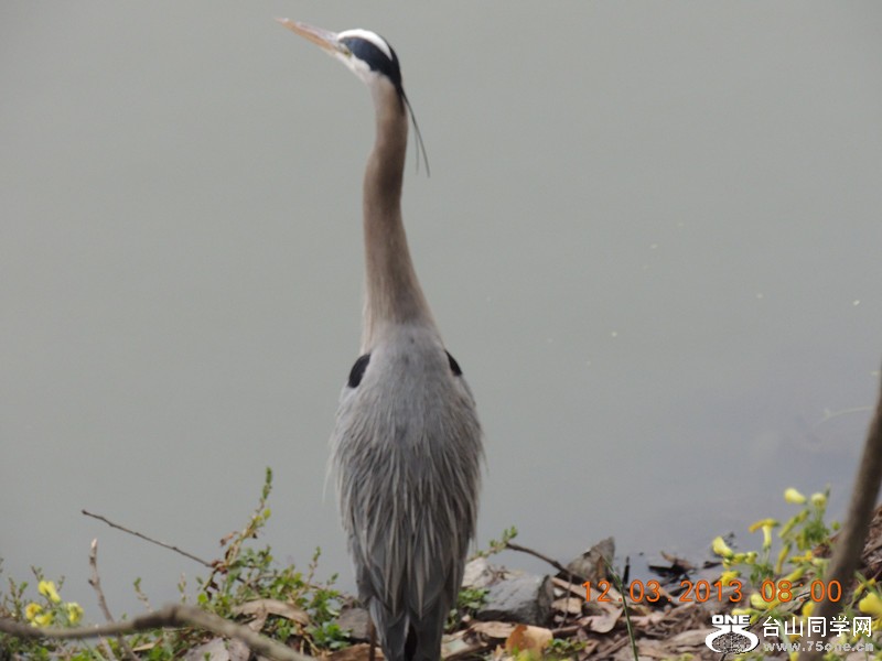 bird 1503_.jpg