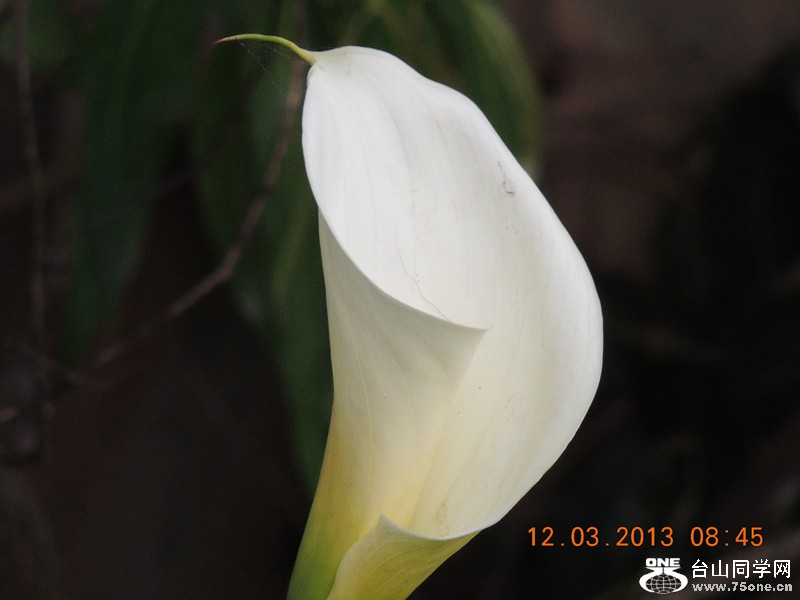 flower 1120_.jpg