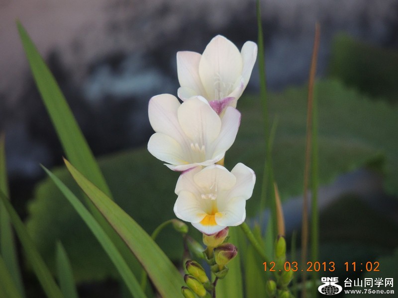 flower 1204_.jpg