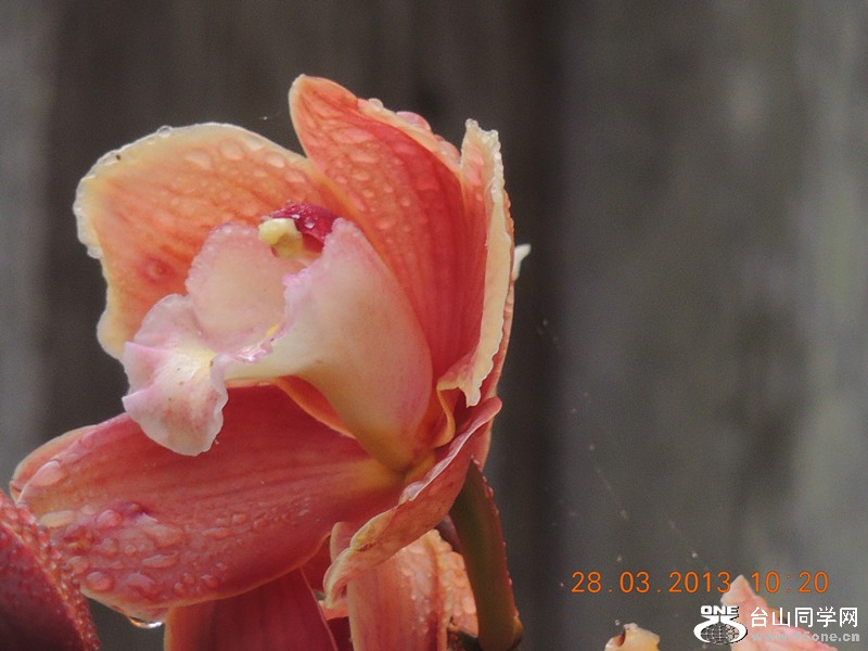 flower 2064_.jpg
