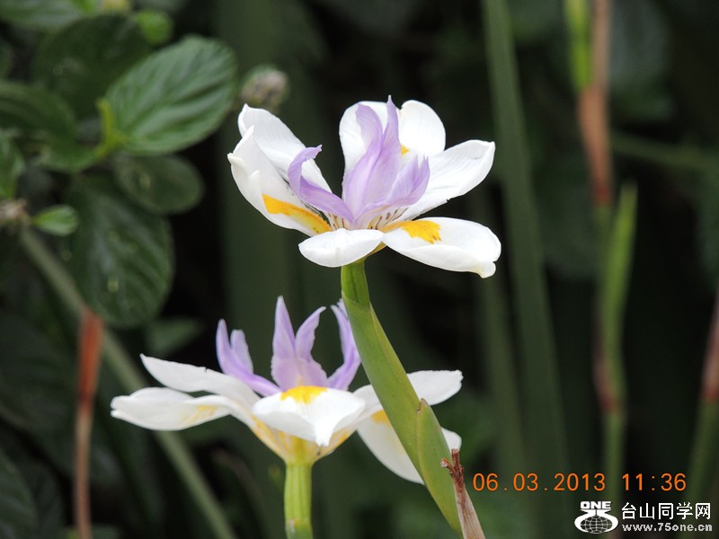flower 934_.jpg