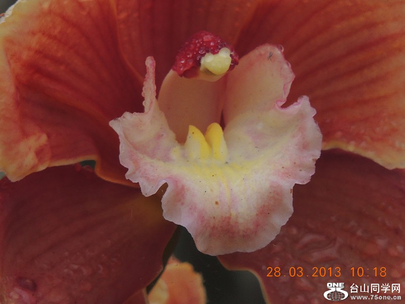 flower 2053_.jpg