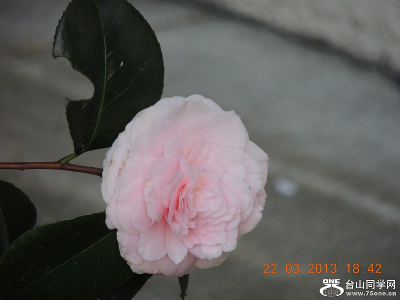 flower 1658_.jpg