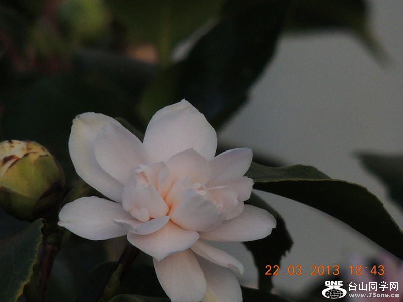 flower 1662_.jpg