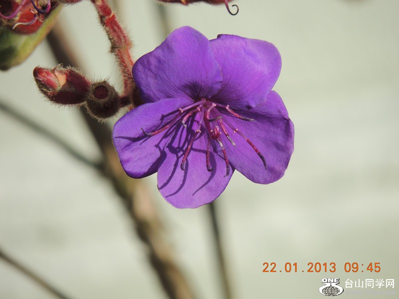 flower 045_.jpg