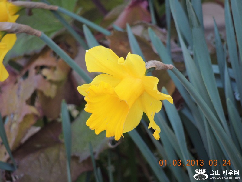flower 758_.jpg