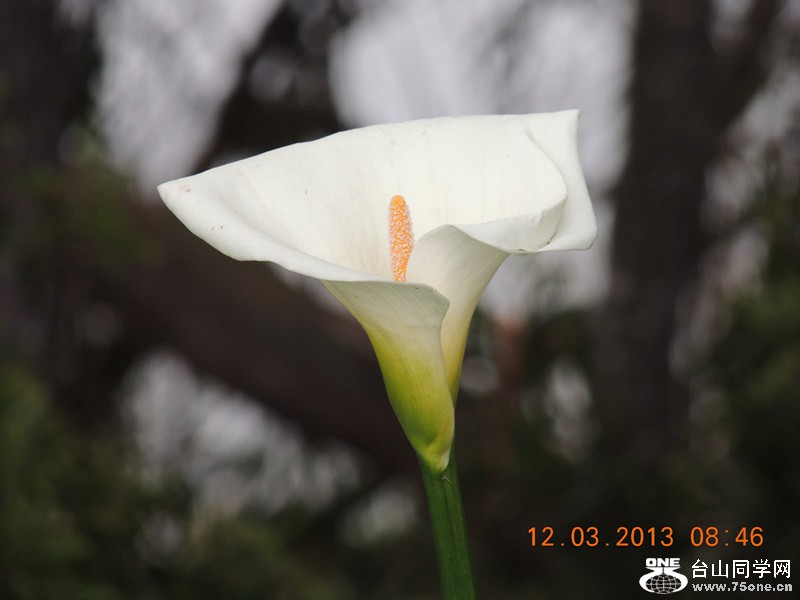 flower 1122_.jpg