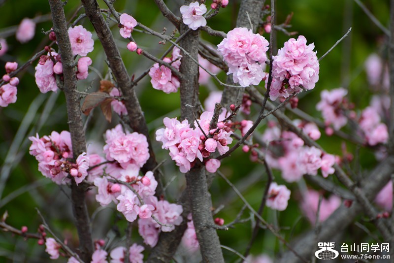 flower 505_.jpg