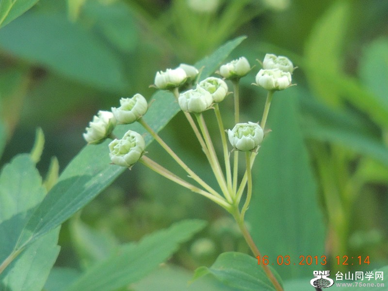 flower 1384_副本.jpg