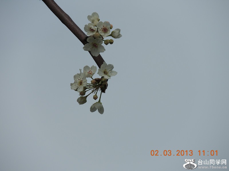 flower 782_.jpg