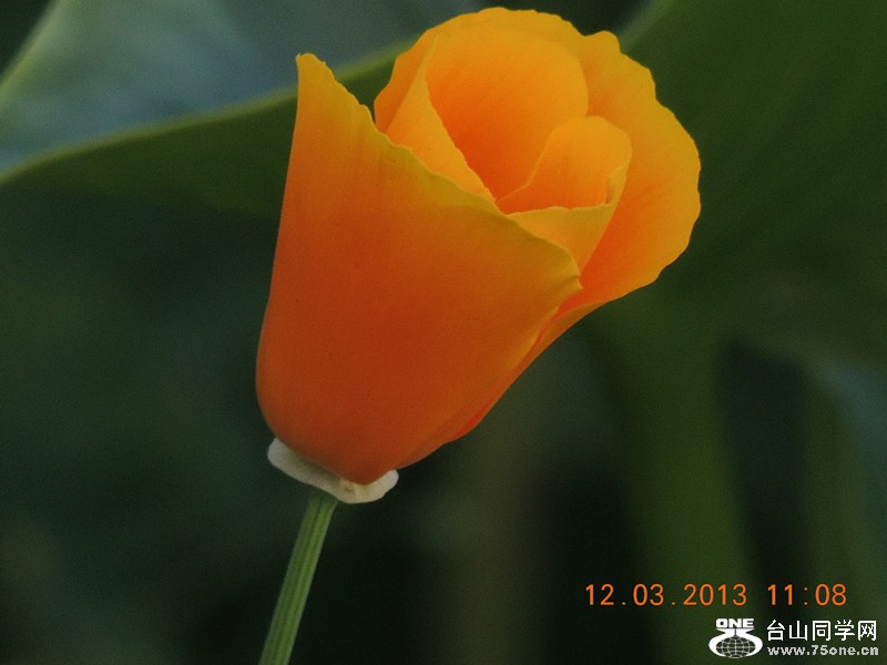 flower 1229_.jpg