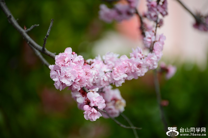 flower 518_.jpg