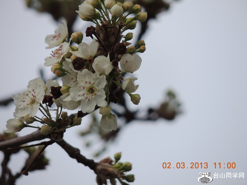 flower 778_.jpg