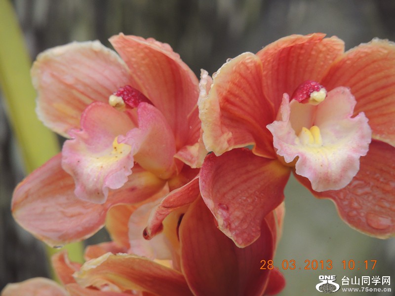 flower 2049_.jpg