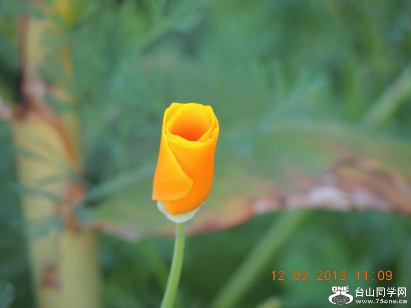 flower 1232_.jpg