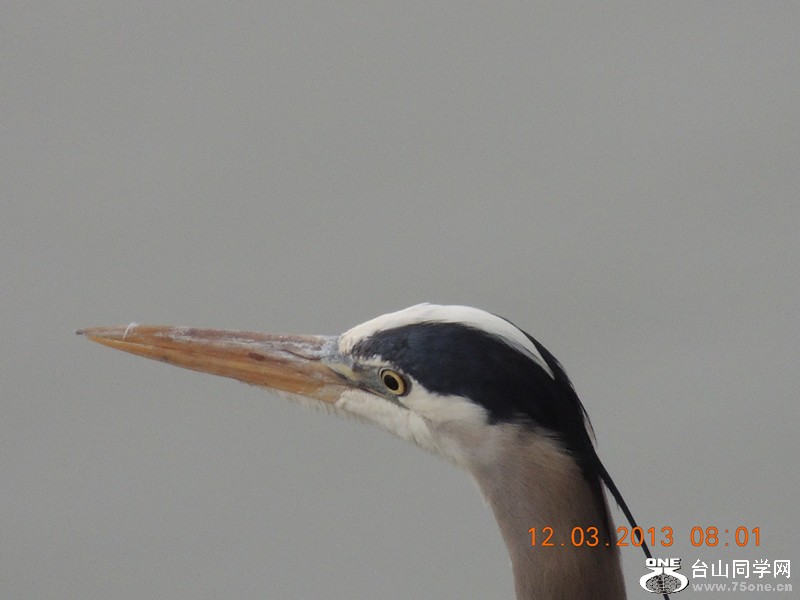 bird 1506_.jpg
