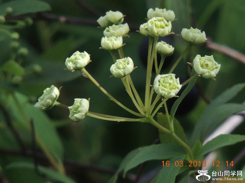 flower 1383_副本.jpg