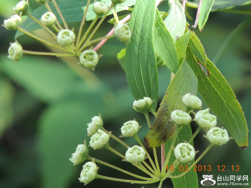 flower 1378_副本.jpg
