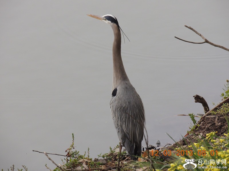 bird 1508_.jpg