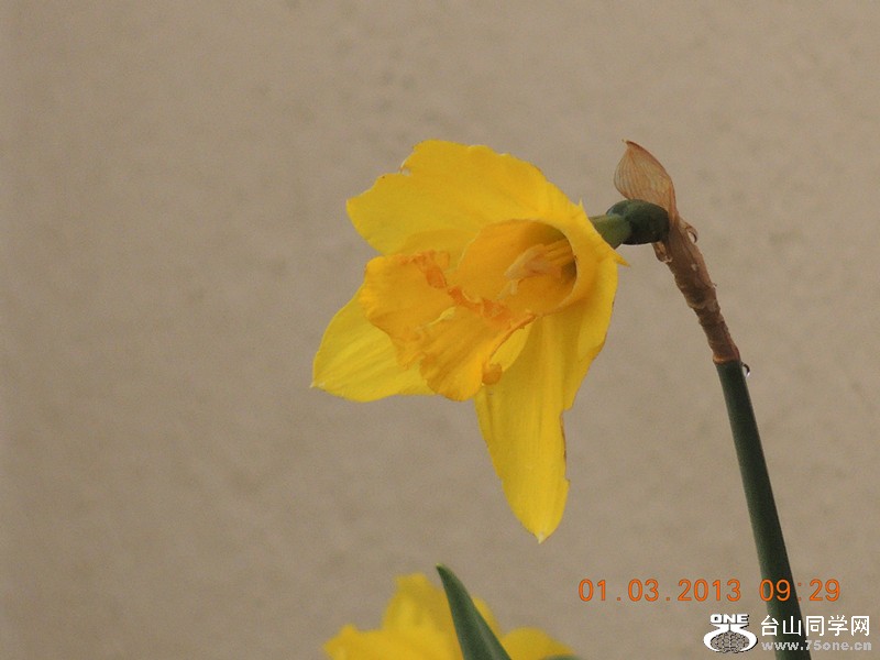 flower 767_.jpg