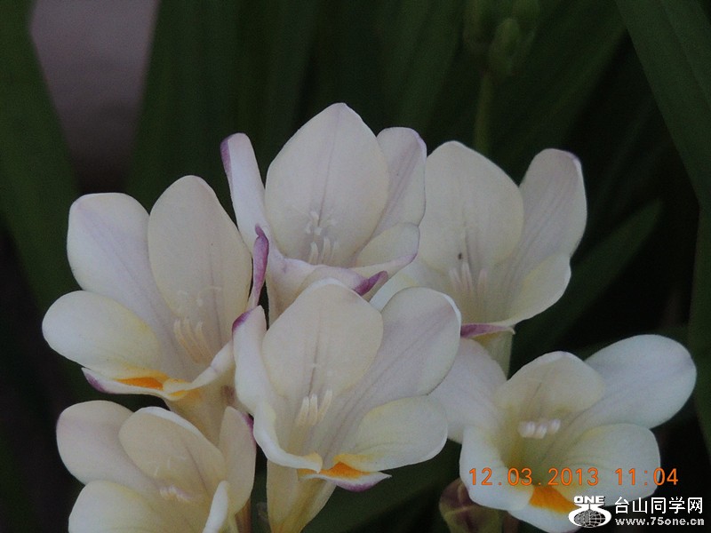 flower 1210_.jpg