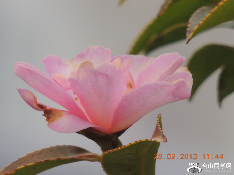 flower 687_.jpg