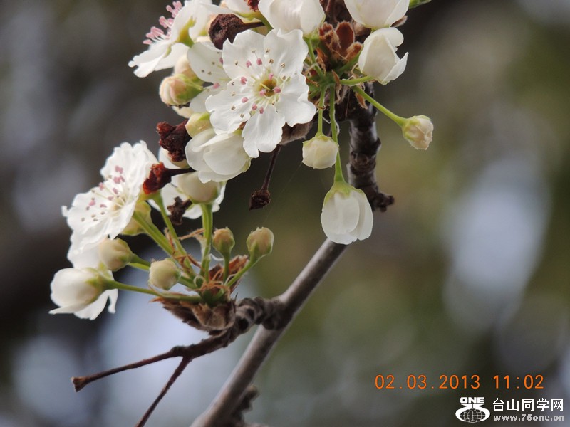 flower 784_.jpg