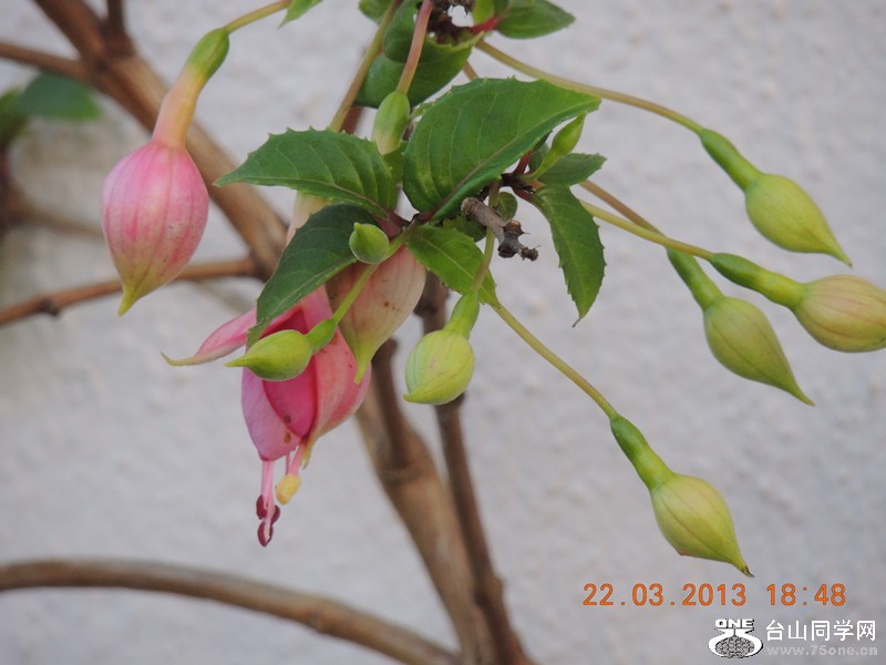 flower 1672_.jpg