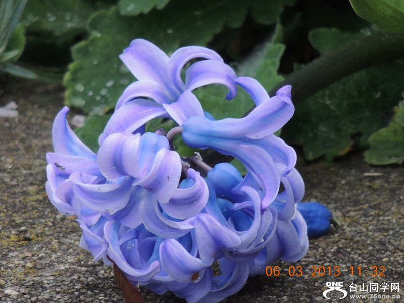 flower 925_.jpg