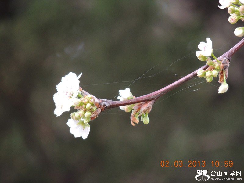 flower 773_.jpg