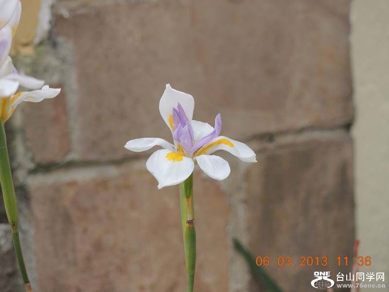 flower 939_.jpg