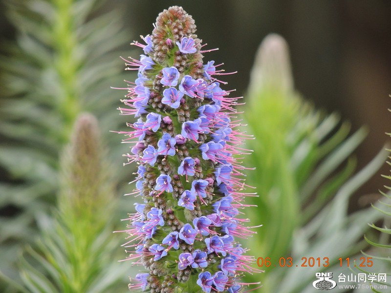 flower 921_.jpg