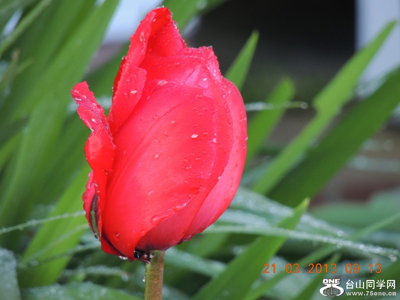 flower 1574_.jpg