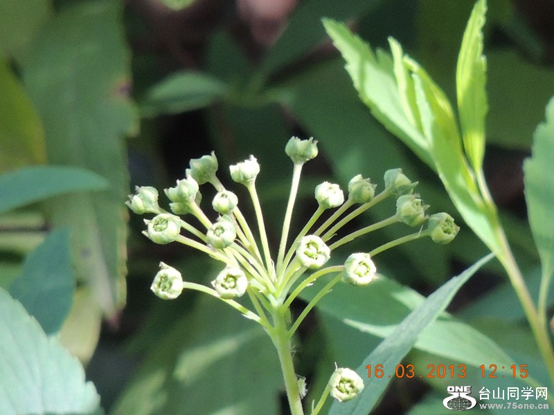 flower 1385_副本.jpg