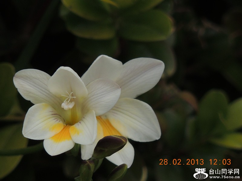 flower 732_.jpg