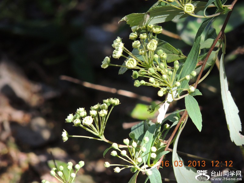 flower 1376_副本.jpg