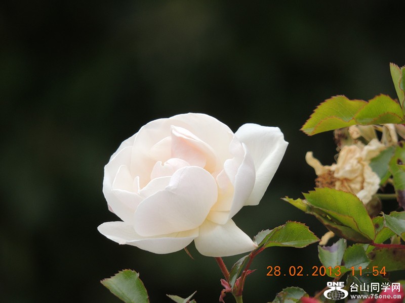 flower 707_.jpg