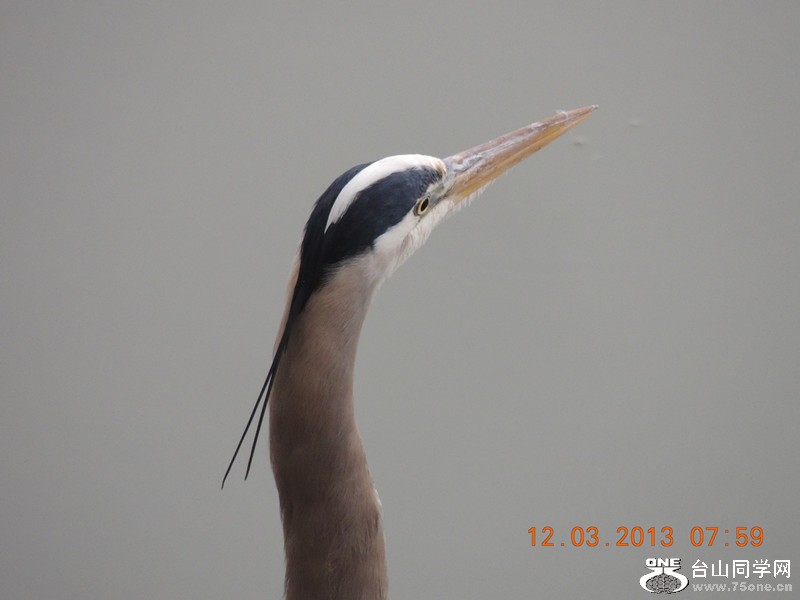 bird 1501_.jpg