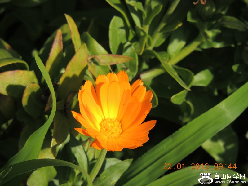 flower 043_.jpg