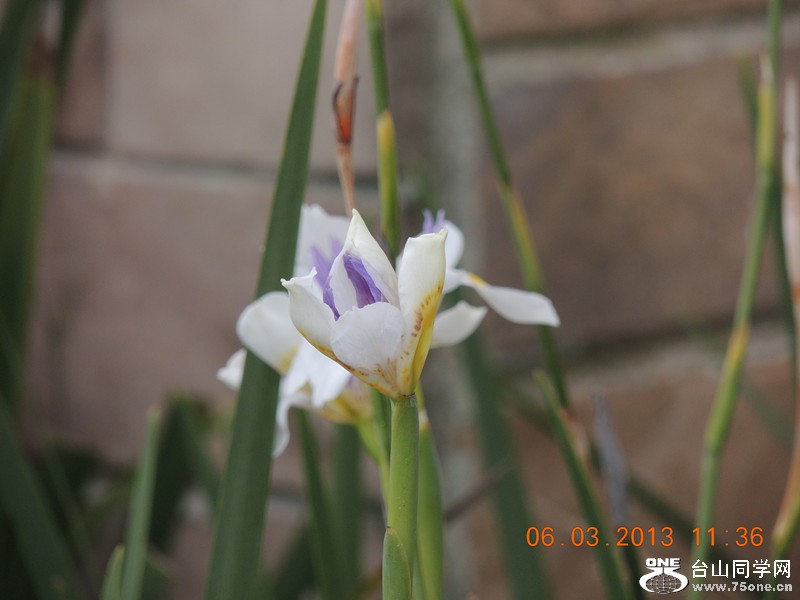 flower 940_.jpg