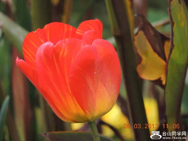 flower 903_.jpg
